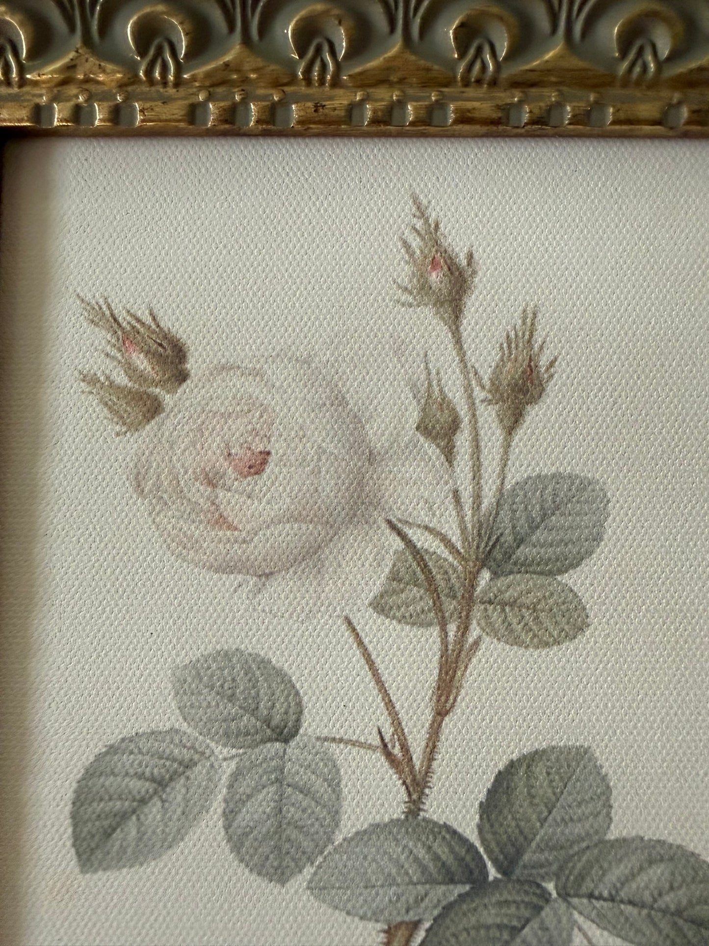 Rose Framed Art